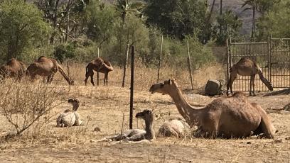 Photo of mom camel with her babies in Oman