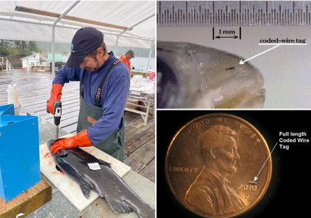 Picture 1: Professor cutting into fish to find its wire tag. Picture 2: Zoomed in photo to show 1mm wire tag inside a fish snout.Picture 3: Zoomed in photo to show how tiny a wire tag is in comparison to a penny. The wire tag is only as long as the 10 in 2010 on penny.