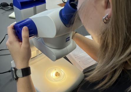 Alex Sweet examines bees under the microscope