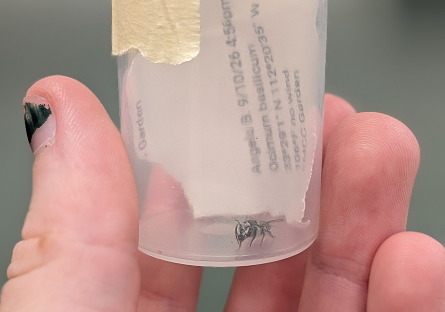 Closeup of Bee inside plastic jar.