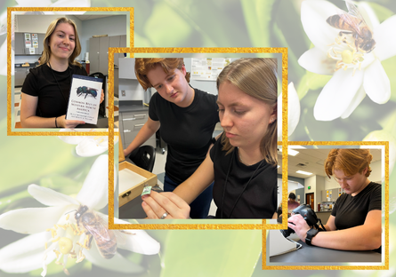 EMCC Bee Survey