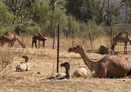 Photo of mom camel with her babies in Oman